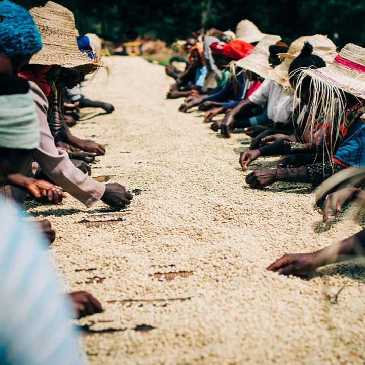 Sidama Bensa Bombe, Ethiopia | ESPRESSO