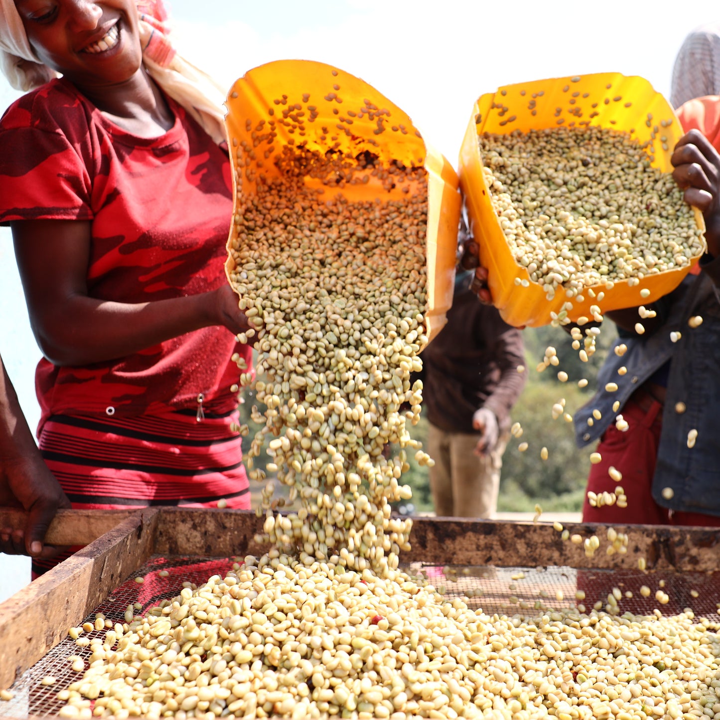 Sidama Buncho Washed, Ethiopia | FILTER