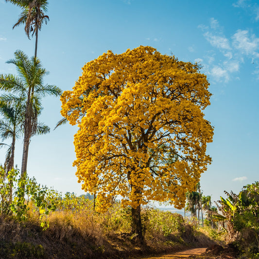 Sítio Santo Antônio, Brazil | ESPRESSO