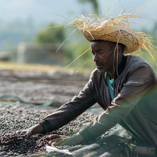 Sidama Damo Natural, Ethiopia | FILTER
