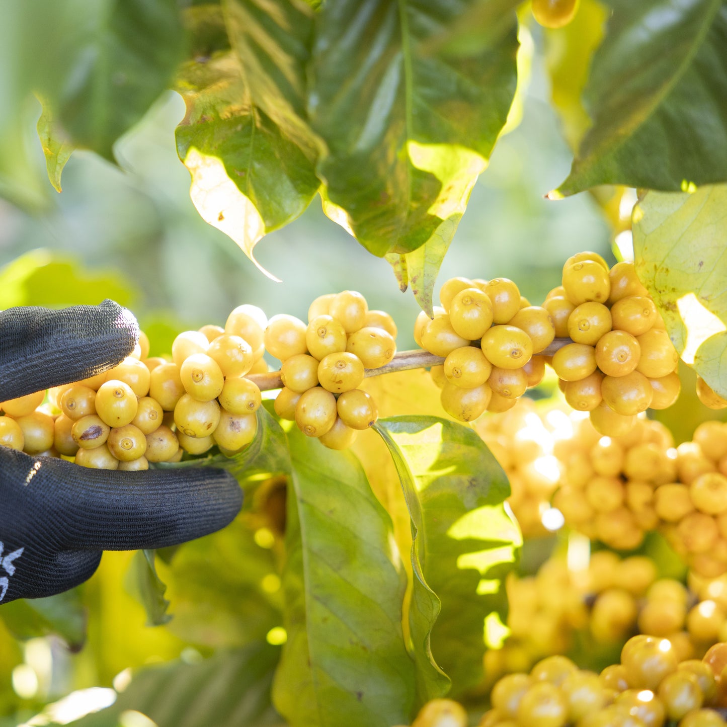 Fazenda Rio Brilhante, Brazil | ESPRESSO
