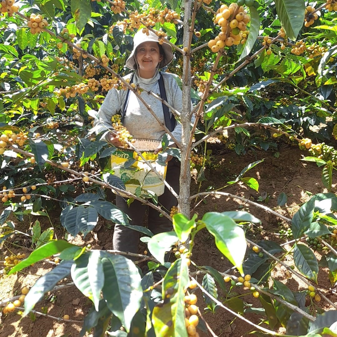El Palto ORGANIC, Peru | FILTER