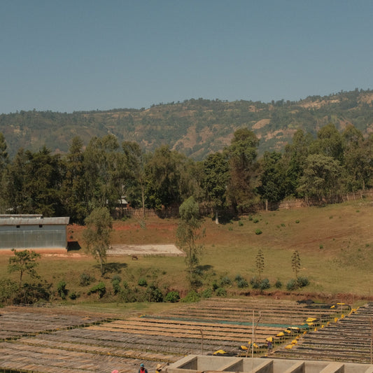 Sidama Qonqana Boreta G1 Honey, Ethiopia | FILTER