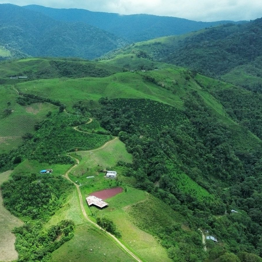 Finca Santa Teresa, Colombia | FILTER
